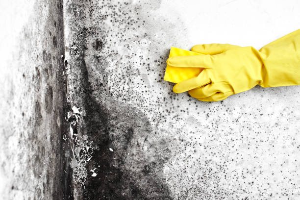 Professional Mold Removal in Caribou, ME