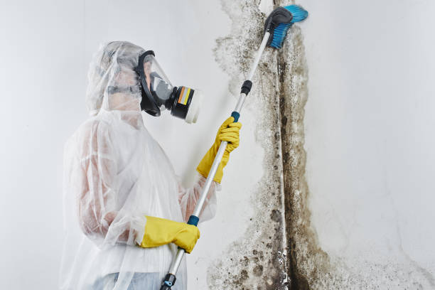 Best Affordable Mold Removal  in Caribou, ME