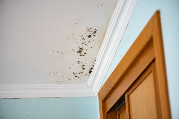 Best Local Mold Removal Service  in Caribou, ME