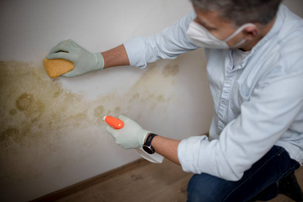 Best Attic Mold Removal  in Caribou, ME