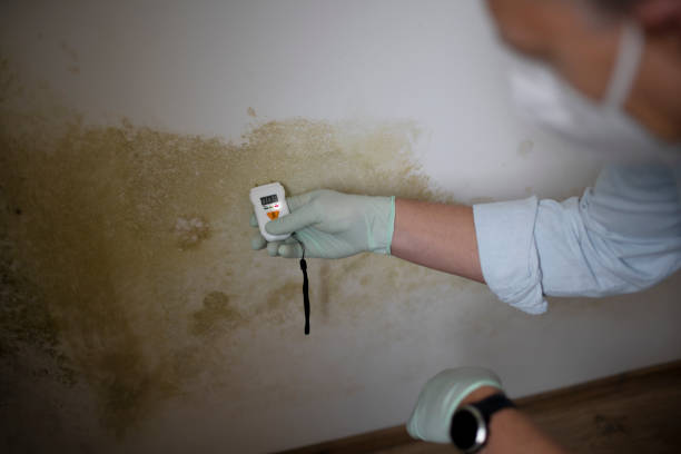 Best Certified Mold Removal  in Caribou, ME