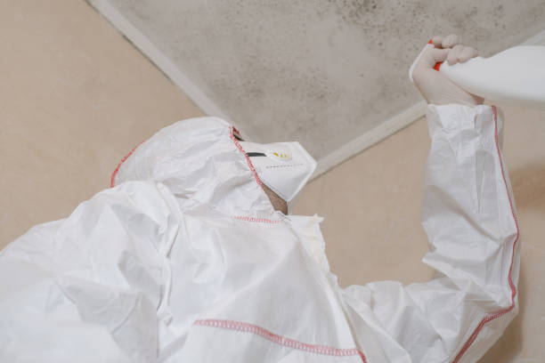 Best Best Mold Removal Companies  in Caribou, ME