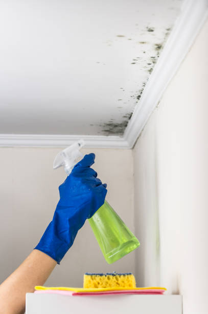 Best Mold Damage Repair  in Caribou, ME