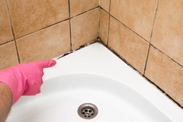 Best Office Mold Removal Services  in Caribou, ME
